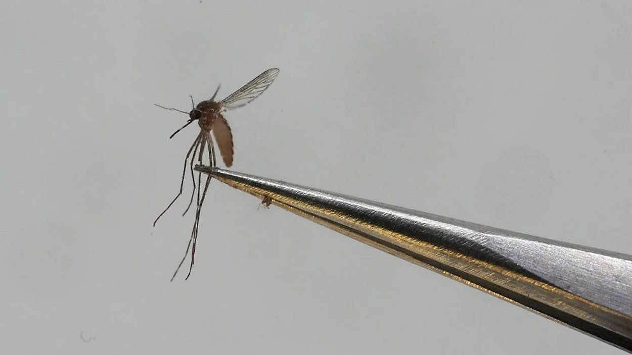 Dengue is transmitted by mosquitos but has not been established in Hawaii. (Associated Press/Rick Bowmer, file)