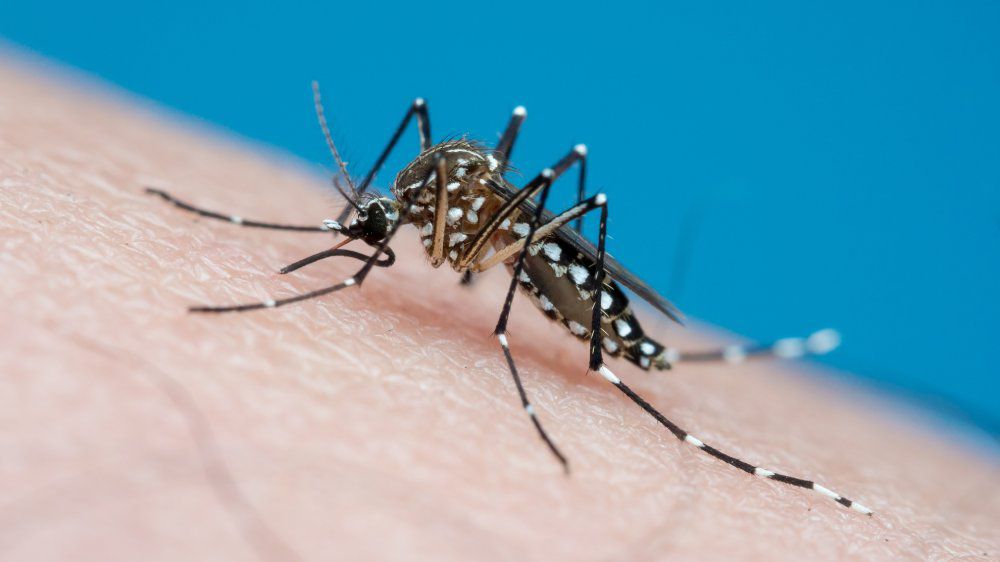 CDC warns of increased risk of dengue virus infection in New York