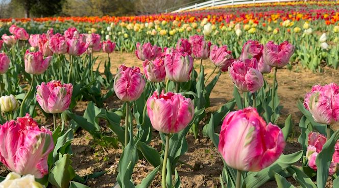 Forsyth County tulip farm blossoms as agritourism grows across North Carolina