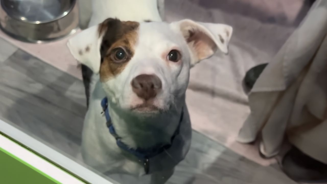 Statewide animal cruelty database goes online, listing animal abuse offenders online as newest phase of Dexter's Law