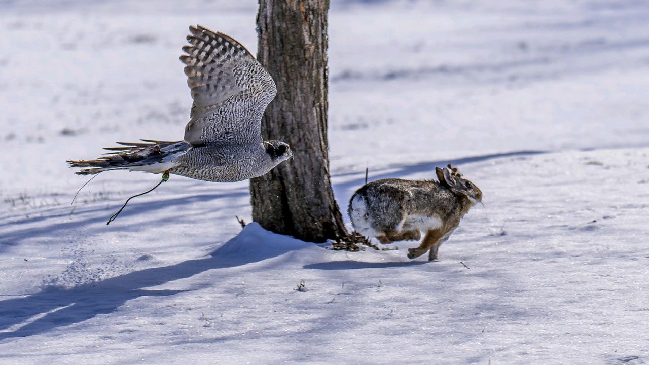 Falconry hunting alive and well in Wisconsin