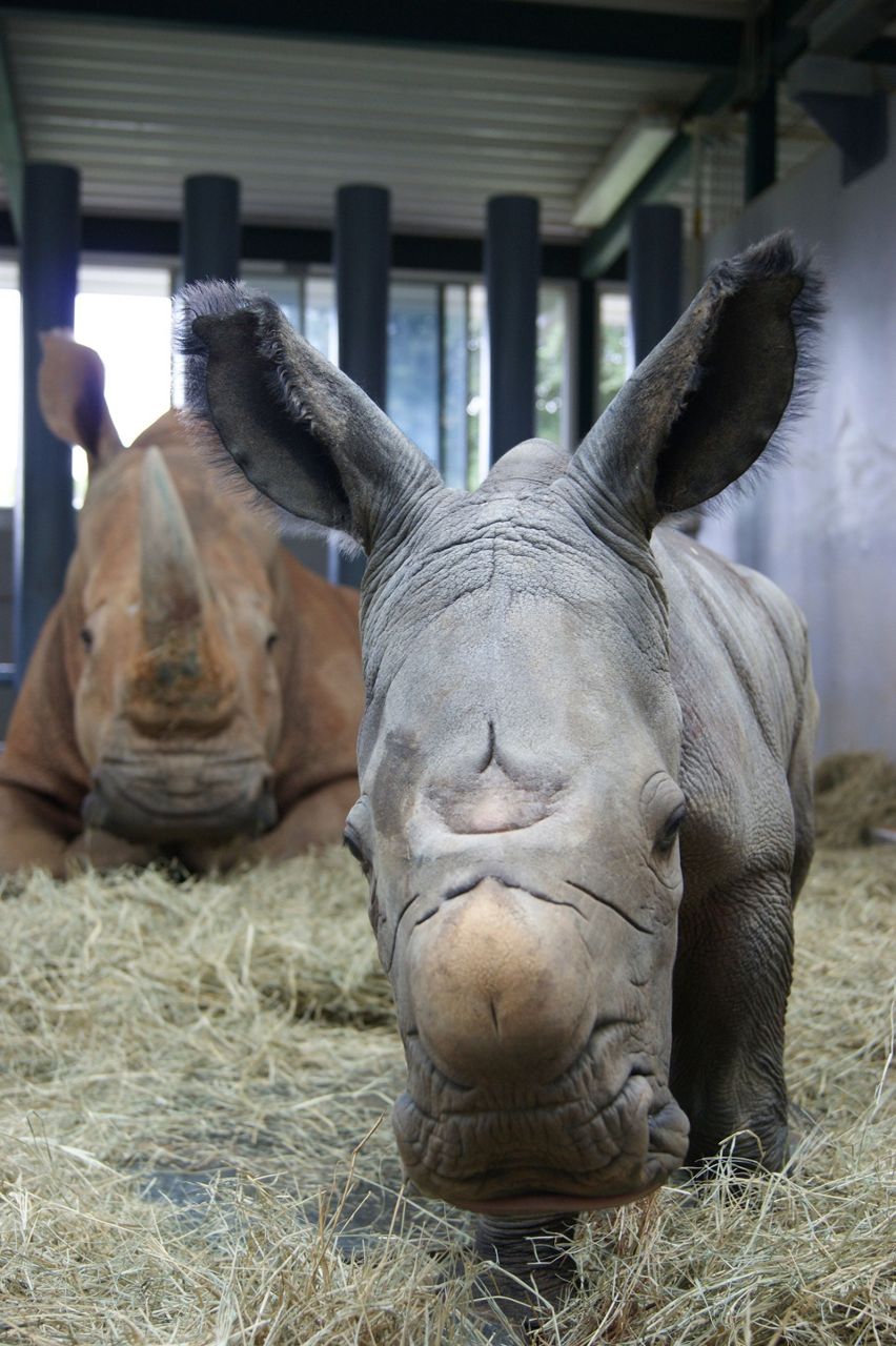 It's a boy -- a big boy. White rhino born at Disney World