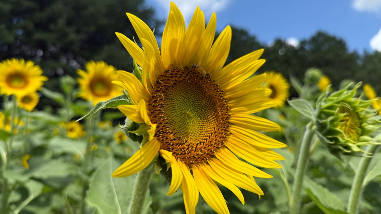 Sunflower season is in full bloom at Dix Park