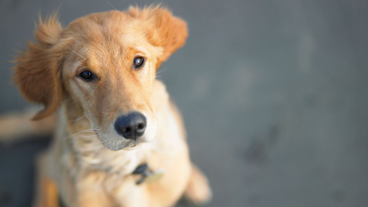 A new study uncovered popular dog breeds by state. (GettyImages)