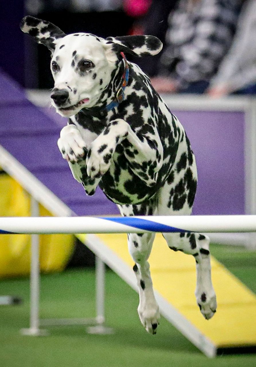 Hundreds of dogs dash for Westminster agility title