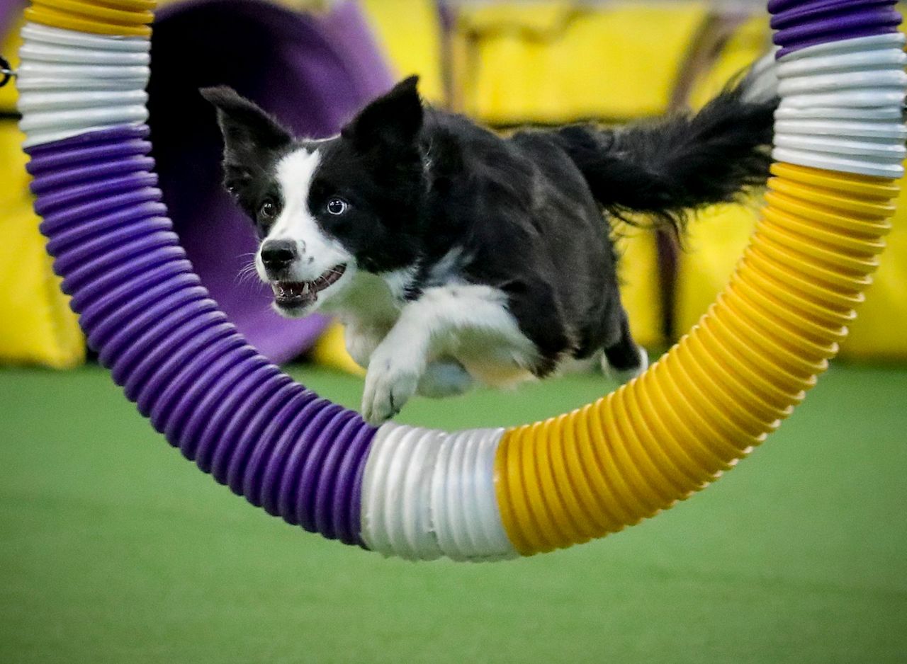 Hundreds of dogs dash for Westminster agility title