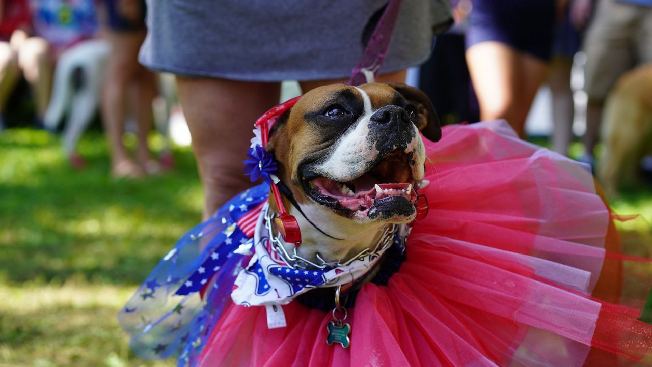 Keeping your pets safe during July 4 fireworks