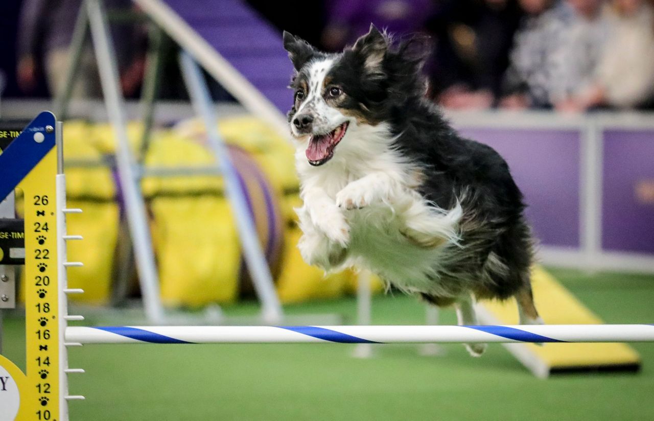 Hundreds of dogs dash for Westminster agility title
