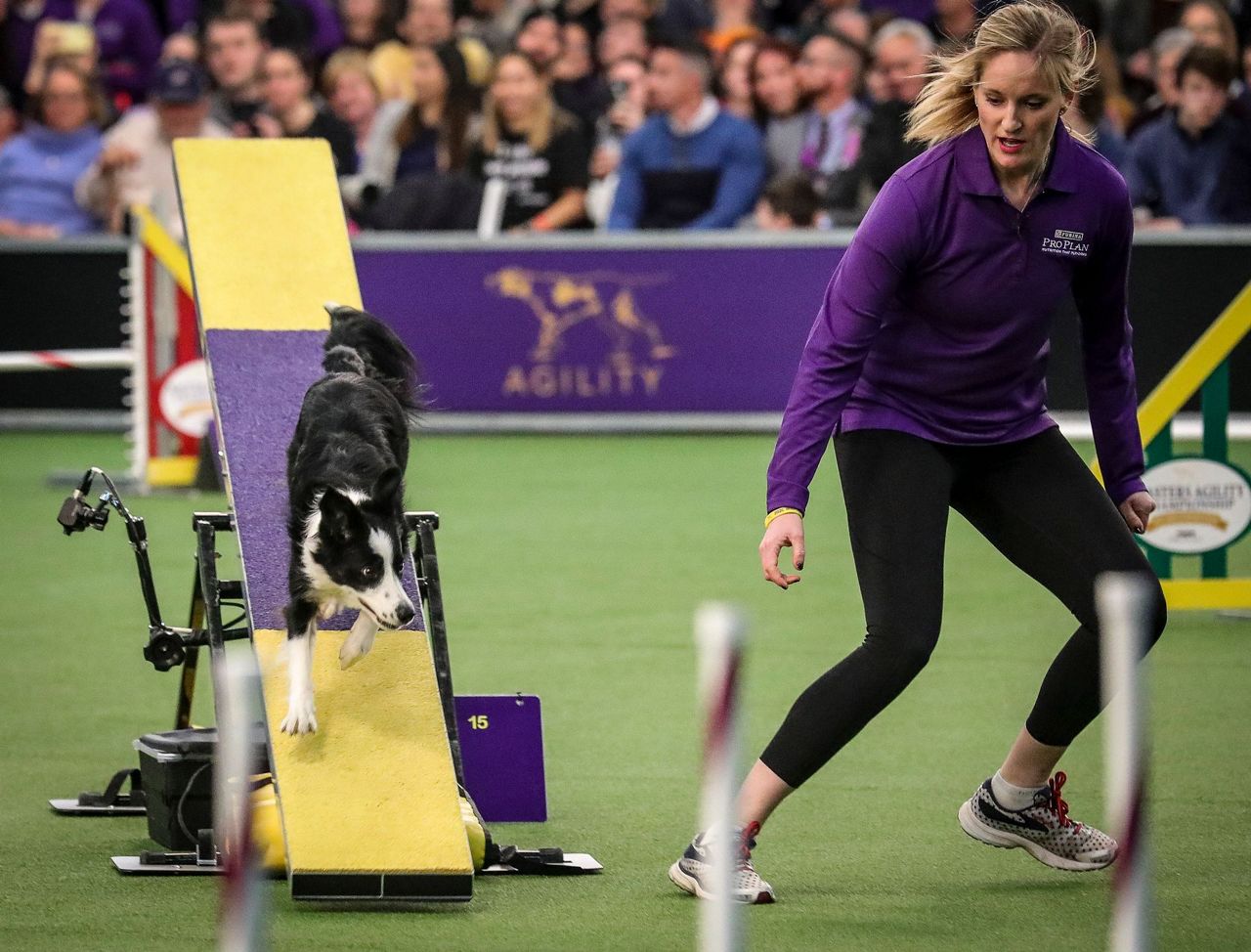 Hundreds of dogs dash for Westminster agility title