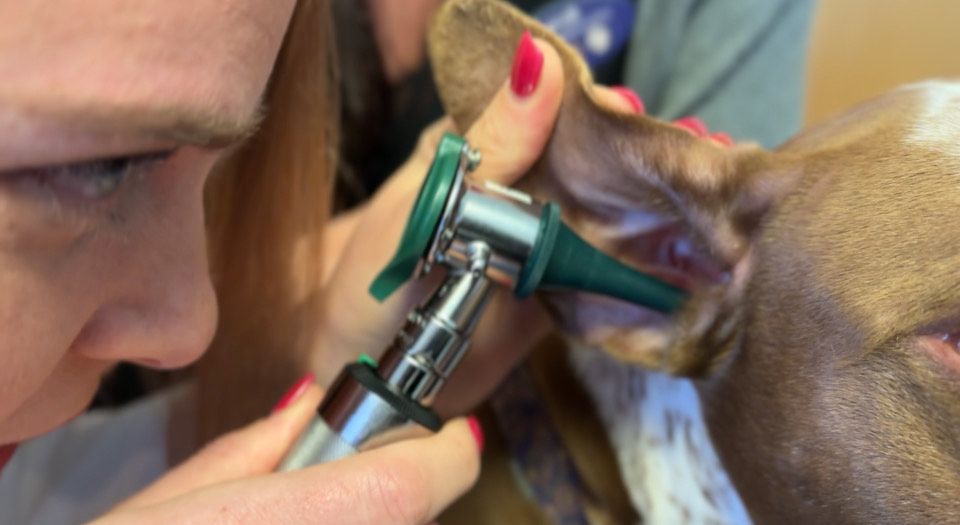 New report highlights Ohio’s shortage of veterinarians