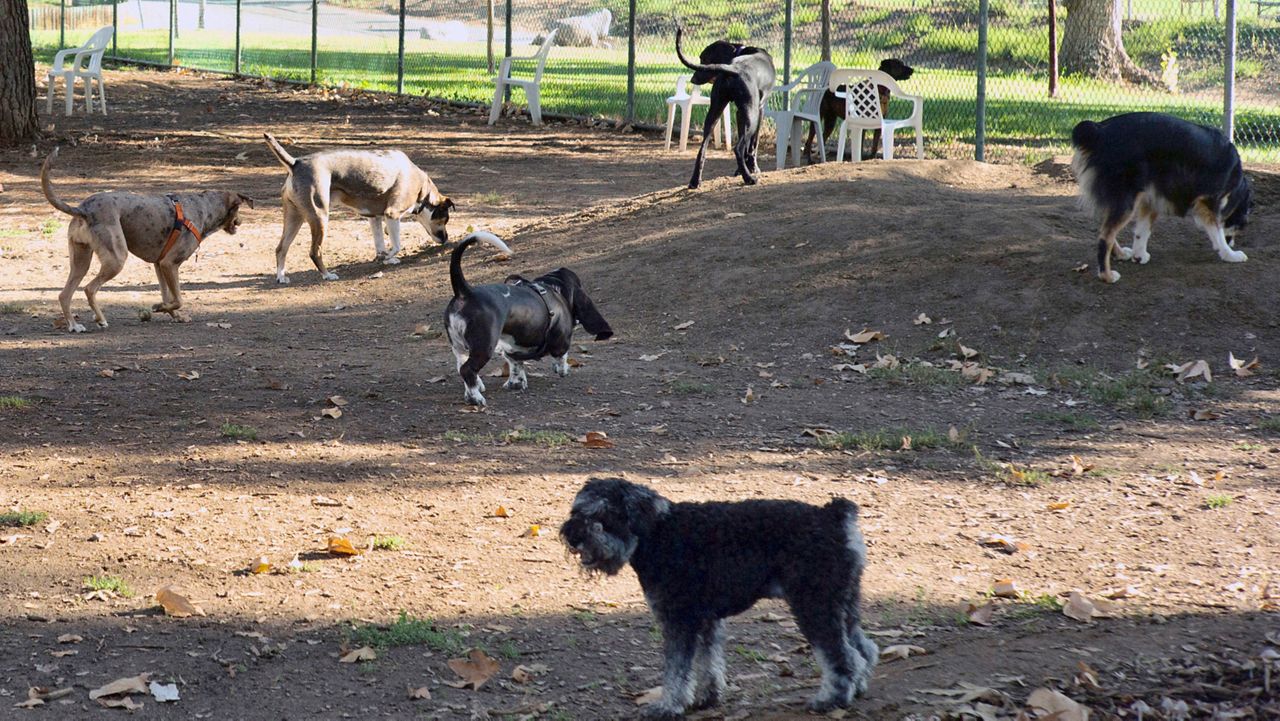 Owners bring their dogs to a park in Los Angeles on Wednesday, Aug. 31, 2022. (AP Photo/Richard Vogel, File)