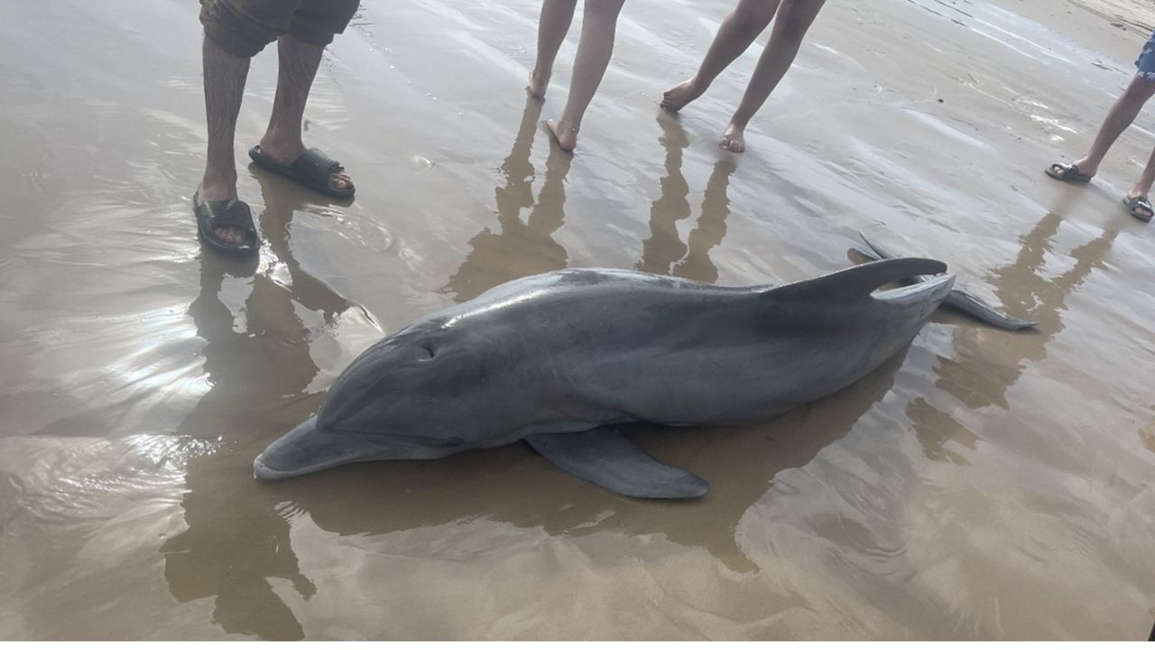 A wild dolphin died Sunday on Quintana Beach, Texas. (Texas Marine Mammal Stranding Network)