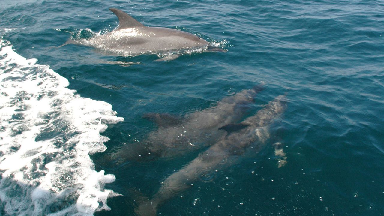 In a photo taken June 18, 2009, bottlenose dolphin swim alongside a fishing boat in the Gulf of Mexico miles off the coast of Panama City, Fla. (AP Photo/Jay Reeves)