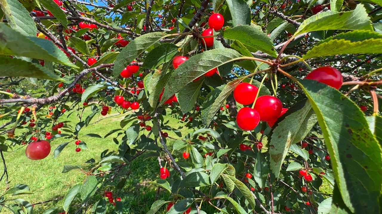 cherry-season-takes-off-in-door-county