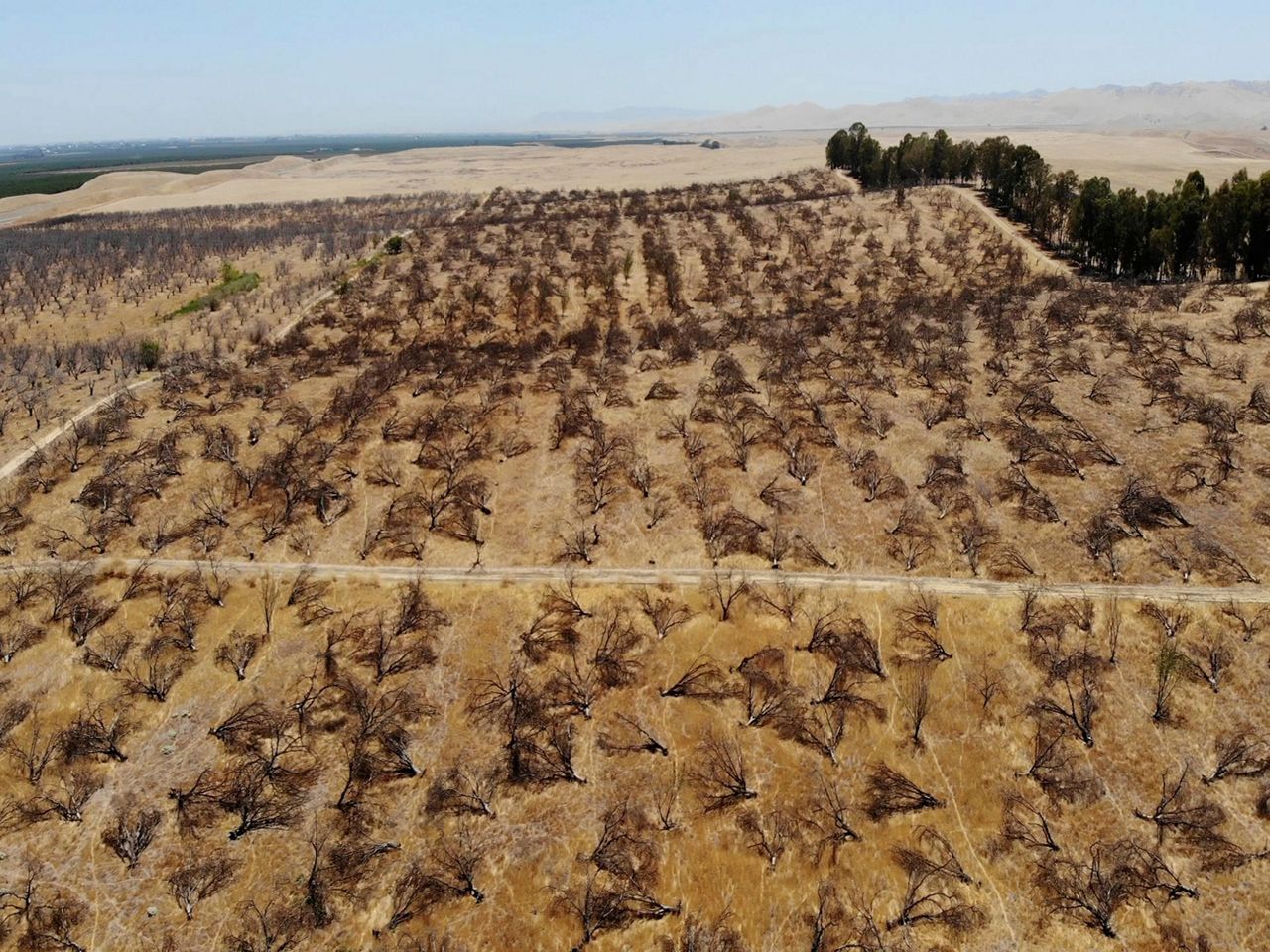 California drought takes toll on world's top almond producer