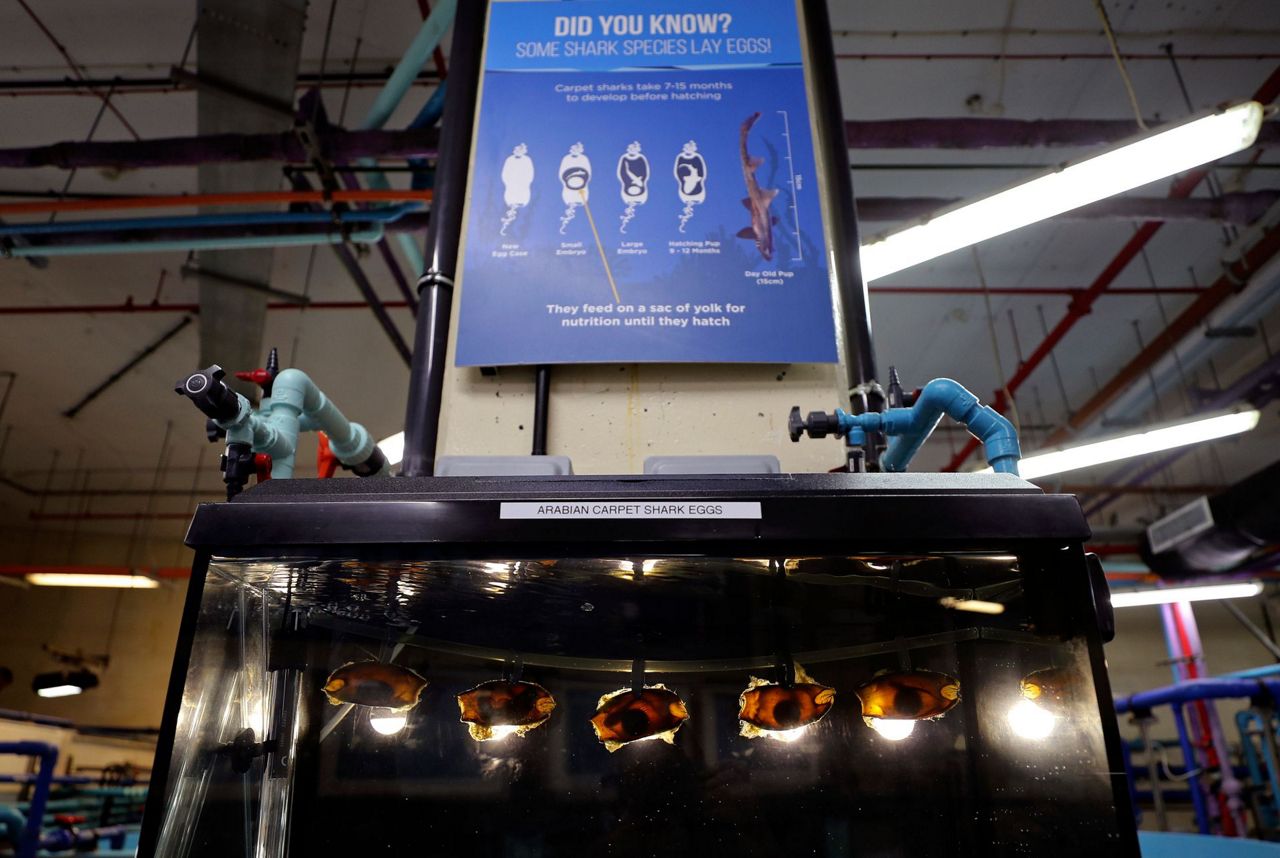 AP PHOTOS Dubaibred baby sharks released into Persian Gulf