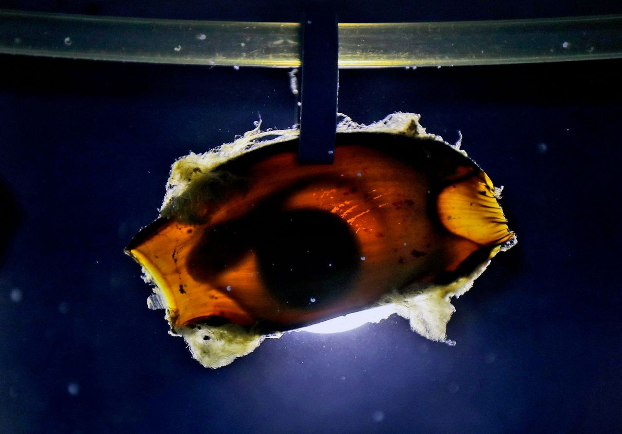 AP PHOTOS Dubaibred baby sharks released into Persian Gulf