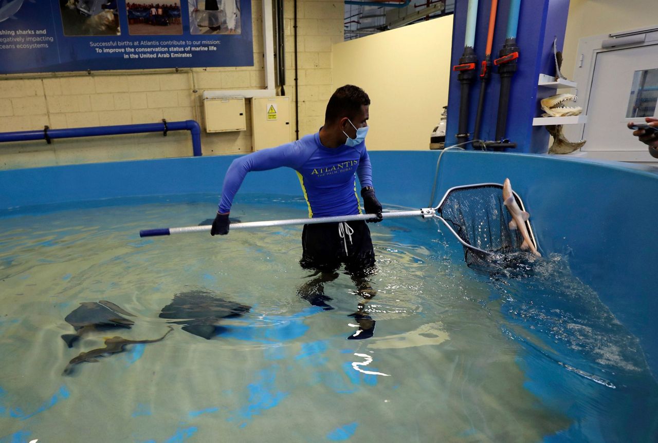 AP PHOTOS Dubaibred baby sharks released into Persian Gulf