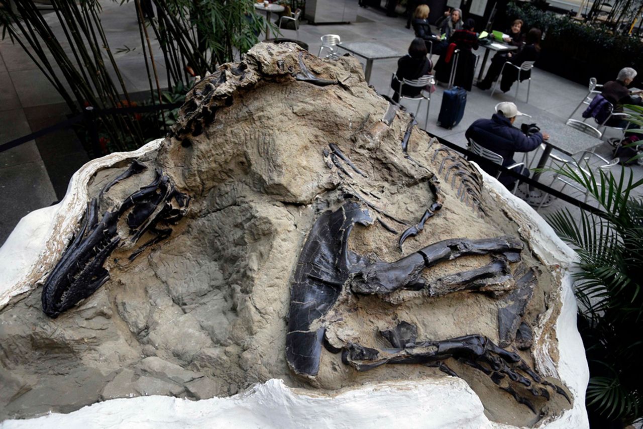 dueling dinosaurs fossil