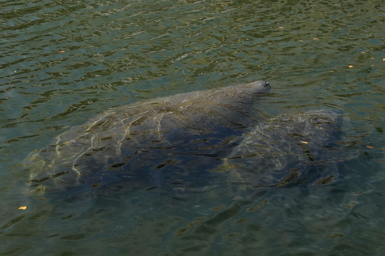 Officials: Florida manatees eat 'every scrap' in food trial