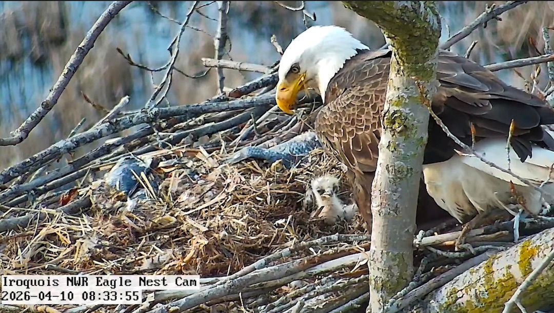 Bald eagle eggs hatch in Western New York, but 2 of 3 eaglets don't survive