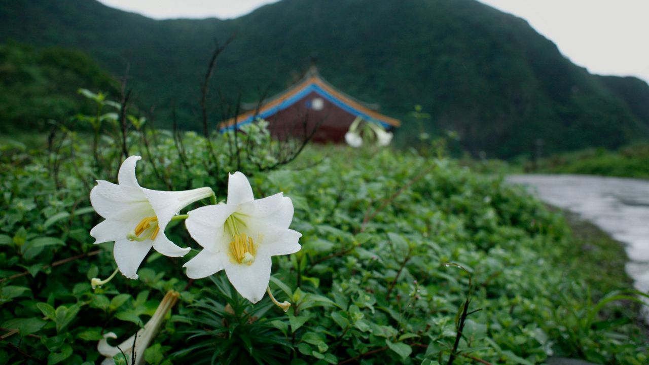 Easter lilies are toxic for cats Here are the warning signs