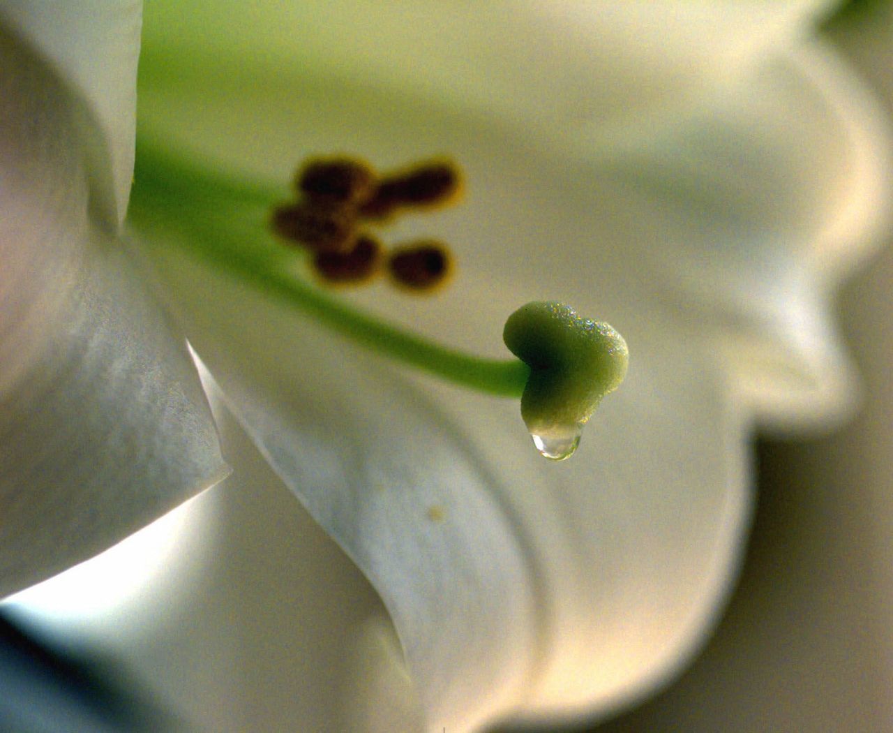 Easter lilies are toxic for cats Here are the warning signs