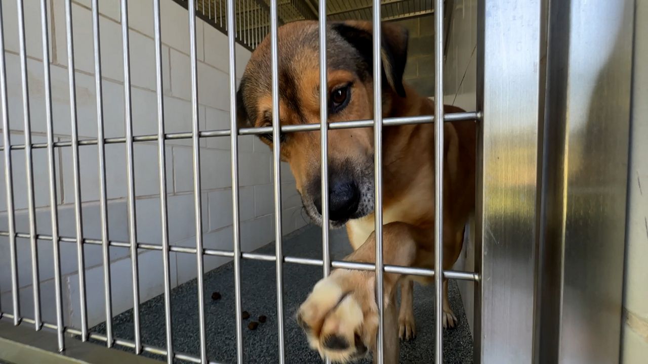 Rising pet surrenders linked to growing economic strain, officials say