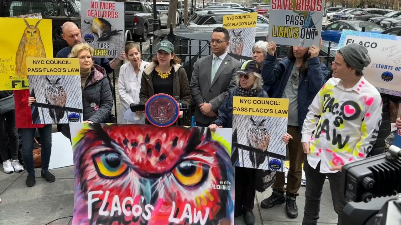 Flaco the City Owl: Death Sparks Rat Contraceptive Pilot Program to Protect Urban Fauna