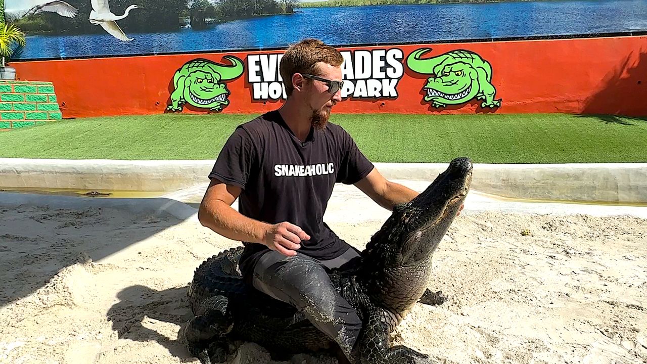 Handling alligators is what people come to see