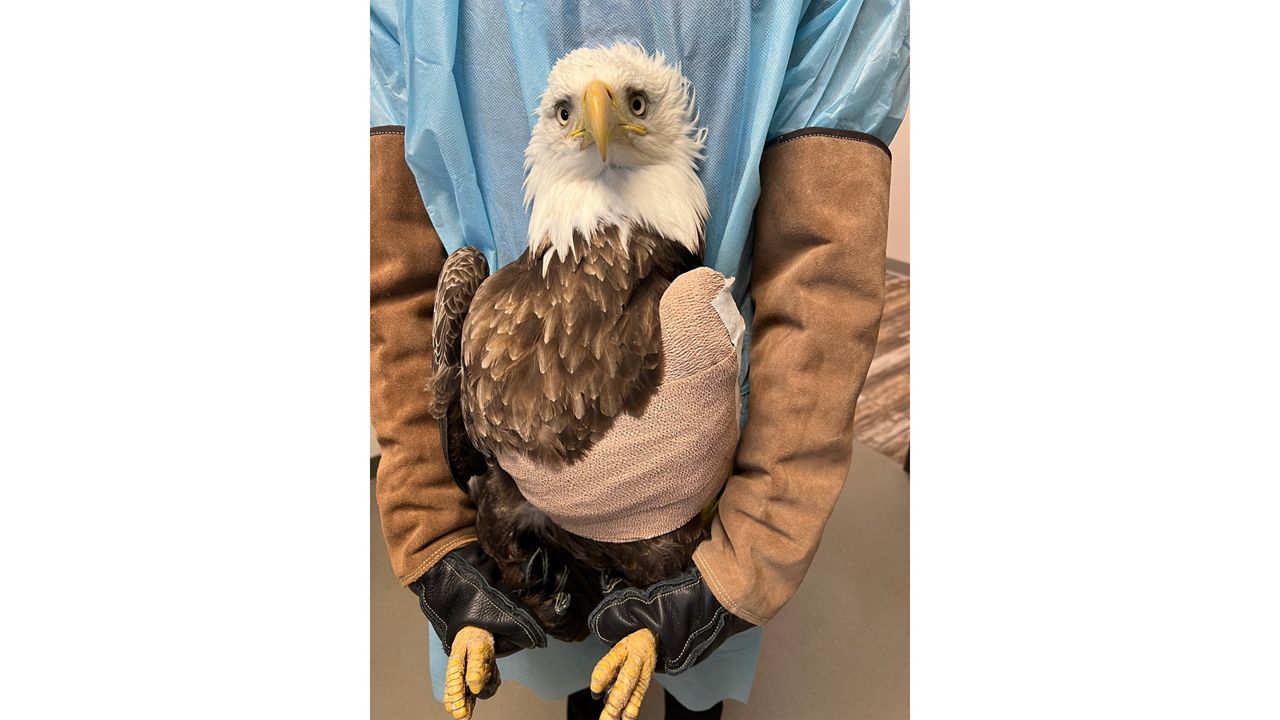 A bald eagle is recovering from wing surgery at the Center for Wildlife in York after being hit by a vehicle on Interstate 295 last month. The bird required surgery to repair a broken bone. (Center for Wildlife)
