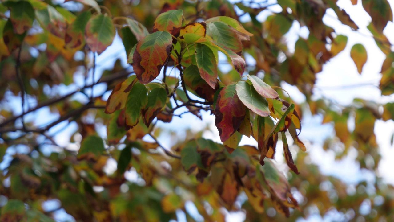 Less vibrant fall color in some areas