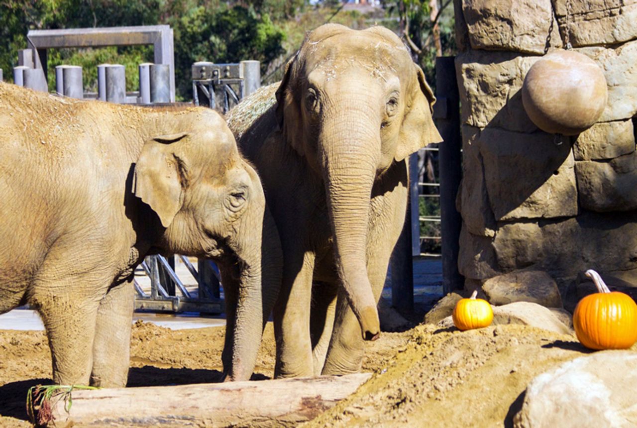 California Zoo Euthanizes Beloved 47-year-old Elephant