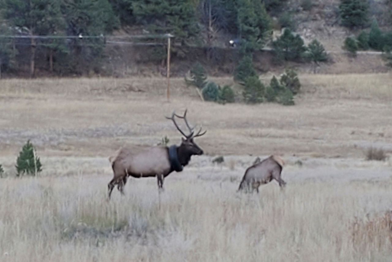 Elk roaмing Colorado with tire around neck for 2 years freed