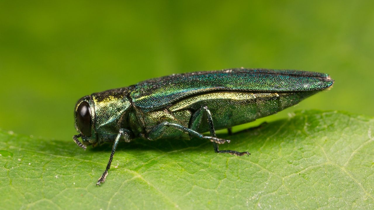 Wisconsin DNR says emerald ash borer find in Burnett County means beetle has spread across state