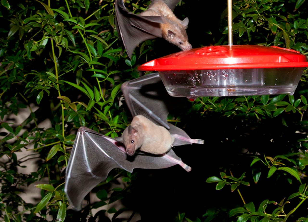 Bat that helps make tequila gets off endangered species list