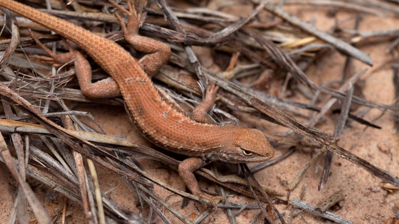 New endangered listing for rare lizard