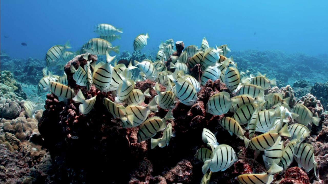 Coral reefs act as important ecosystems for specific fish and plant life around the globe, especially in the tropics region. (Spectrum News)