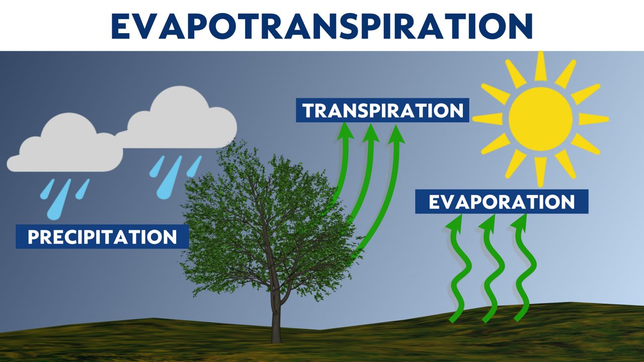 The vicious cycle of drought