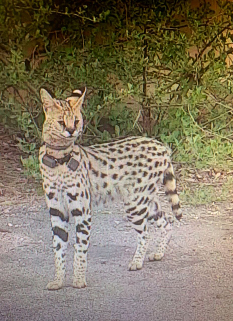 Spotted best sale house cat