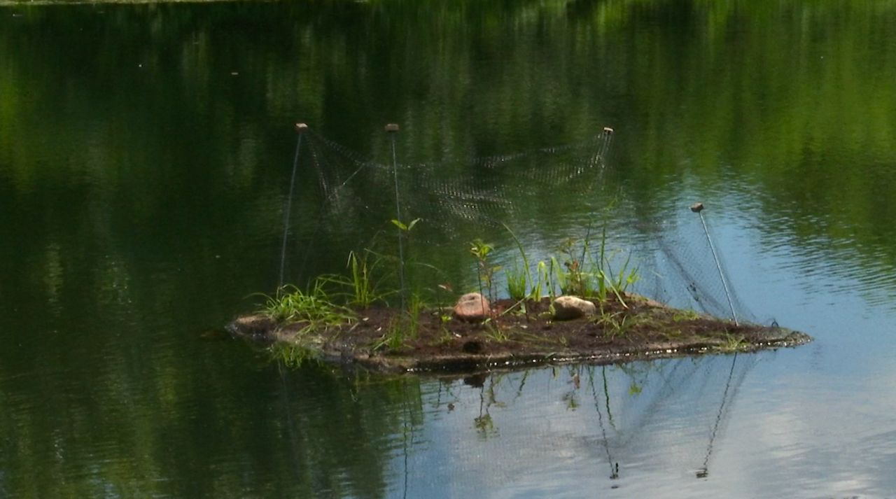 Madison group launches floating island to clean lagoon