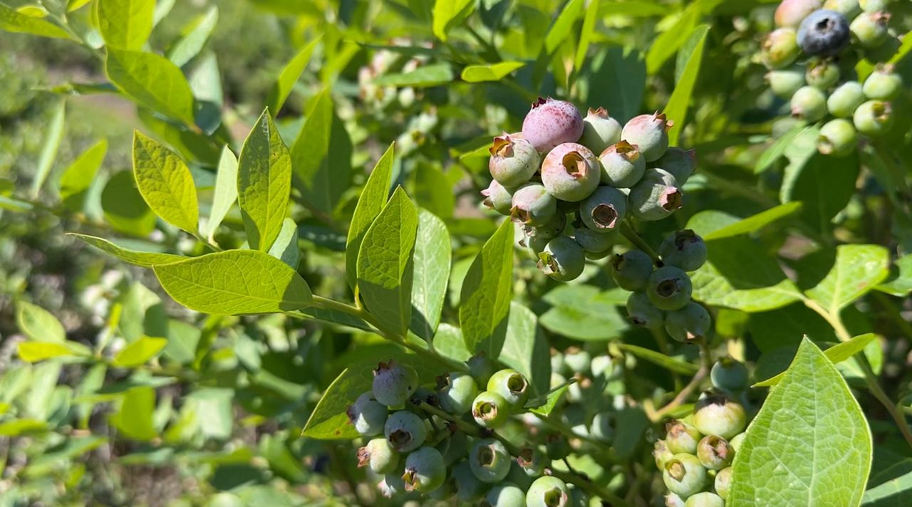 A look at some of the blueberries that are blooming at S&S Micro Farm, a member of the Facebook Group, Florida Farm Finder. (Spectrum News)