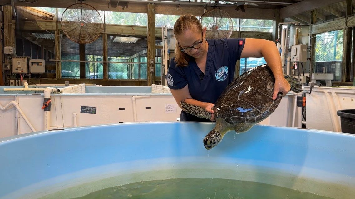 The Marine Science Center Helps Injured Turtles