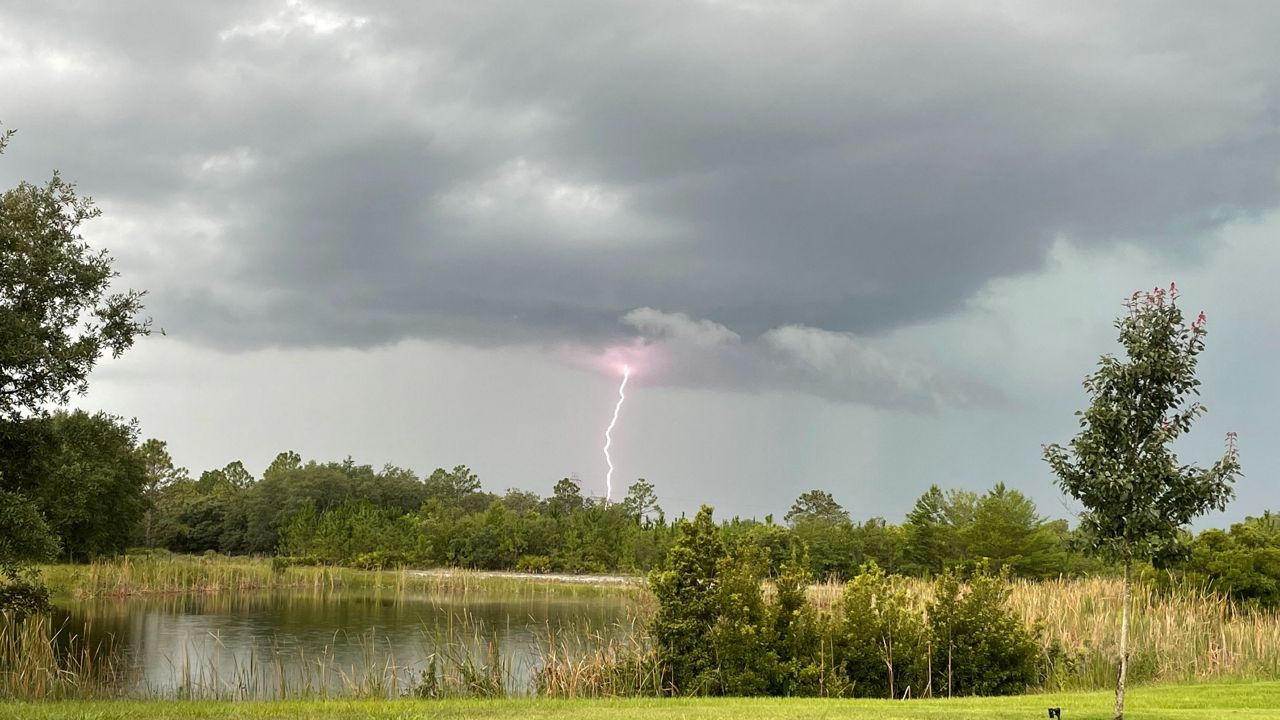 Heres Why Standing Near A Tree During A Storm Is Dangerous 