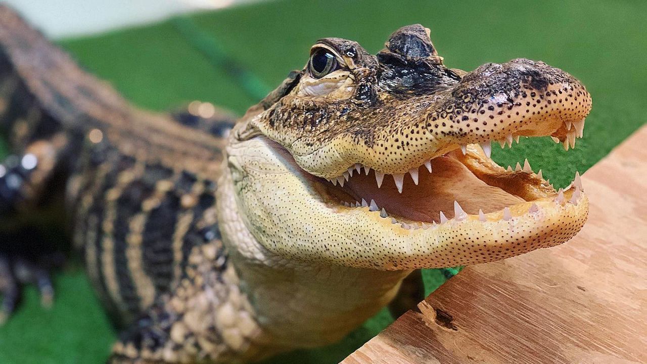 The Florida Fish and Wildlife Conservation Commission says a Marion County man was arrested and charged after two alligators were allegedly found living in his backyard swimming pool. (File Photo)