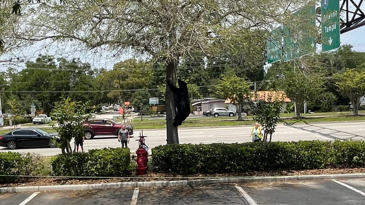 The first bear was found near a tree in front of a Red Lobster off SR-436 in Altamonte Springs. (Spectrum News/Austin Lyon)