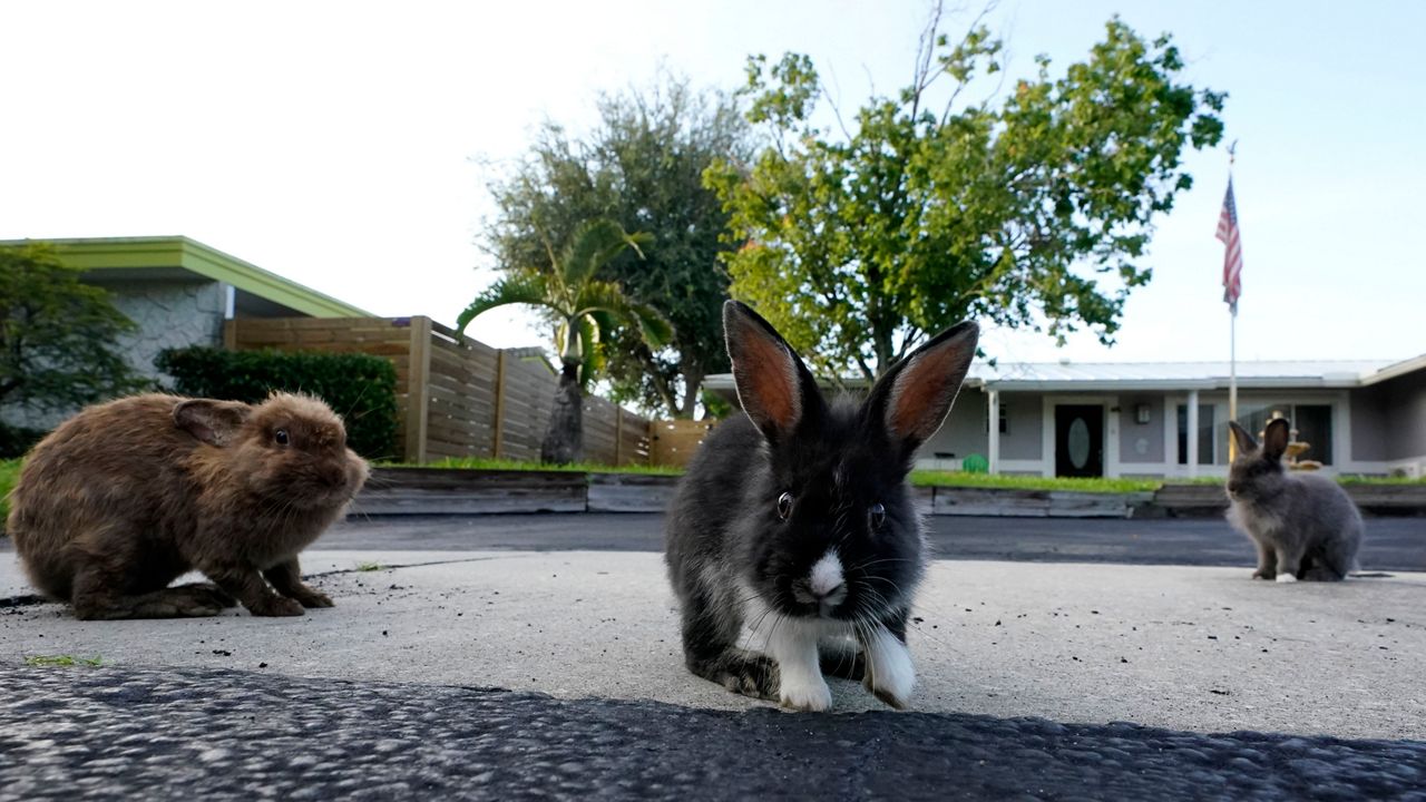 A trio of rabbits gather on a driveway, Tuesday, July 11, 2023, in Wilton Manors, Fla. The Florida neighborhood is having to deal with a growing group of domestic rabbits on its streets after a breeder illegally let hers loose. Between 60 and 100 lionhead rabbits have taken up residence in the yards of the suburban Fort Lauderdale community.  (AP Photo/Wilfredo Lee)