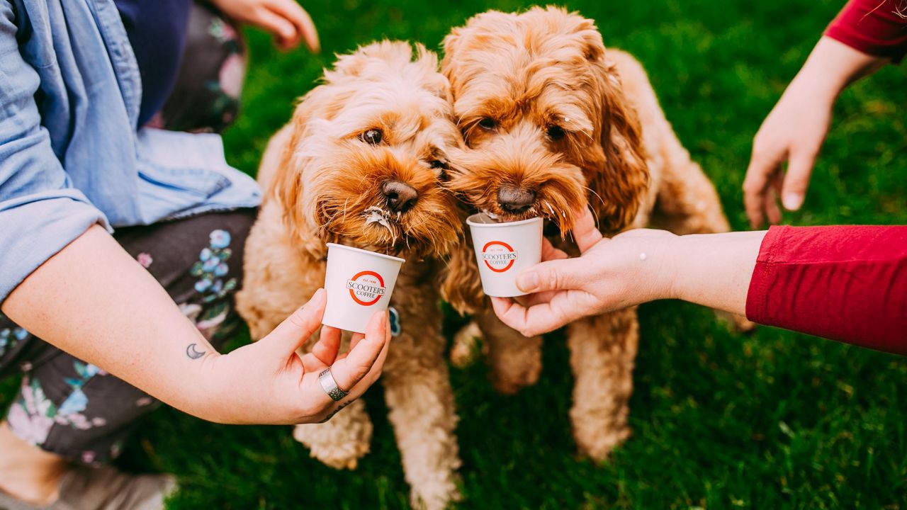 Dog Cup 