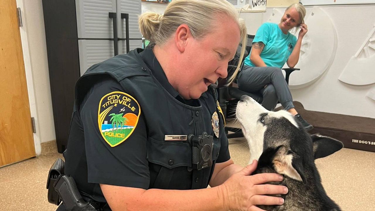 Officer Jennifer Gass found the Husky named Serenity on her way to work as a school resource officer at Sculptor School on Grissom Parkway. (Courtesy of Titusville Police Department)