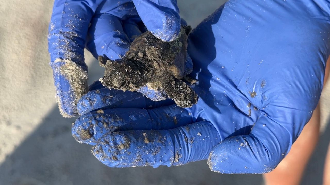 Volusia County sees largest sea turtle nesting season ever